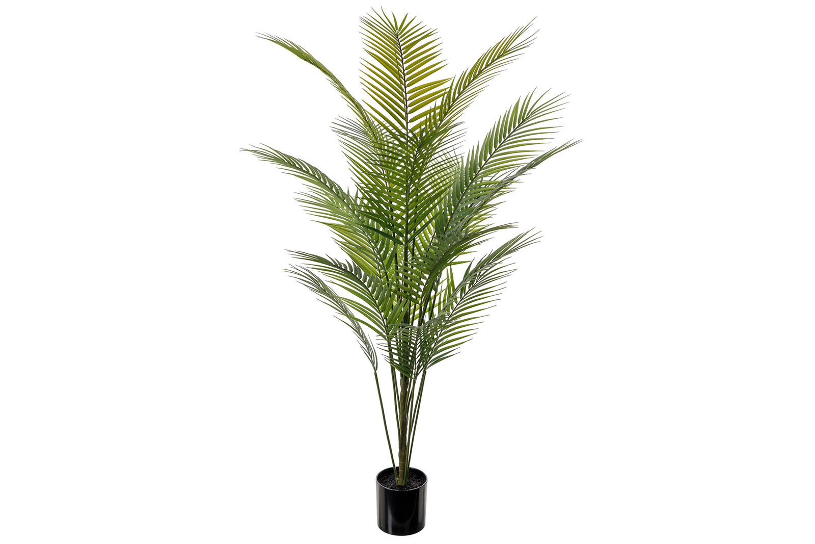 Bergspalme potteplante Grønn H:180 cm