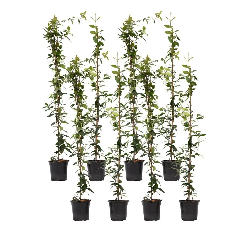 Jasmijn - Set van 8 - Trachelospermum jasminoides - Hoogte 110-120cm - ⌀17cm