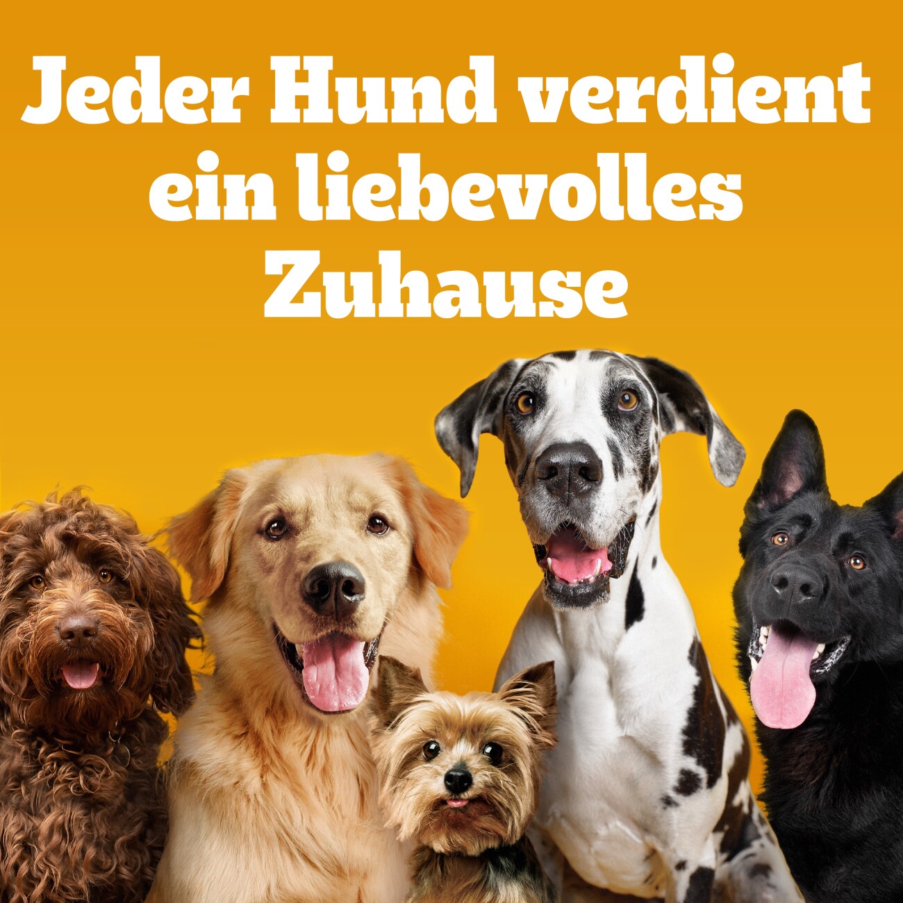 Pedigree Jumbone Riesenknochen mit Rind und Geflügel 12x 2 Stück