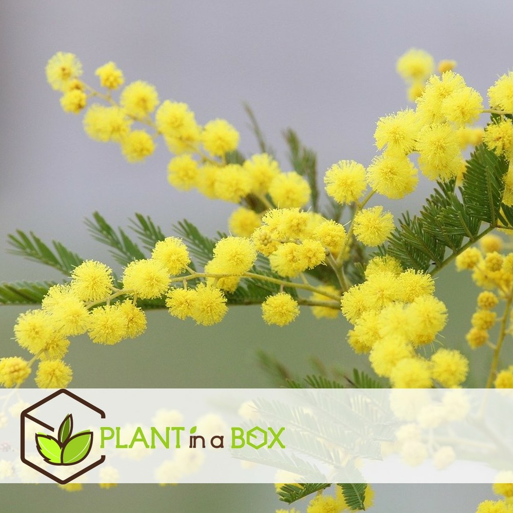 Acacia dealbata mimosa - set de 6 - pot 9cm - hauteur 25-40cm