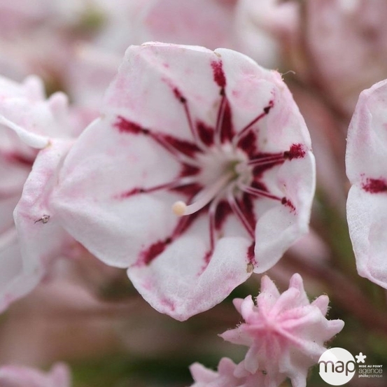 Kalmia latifolia:pot 3L