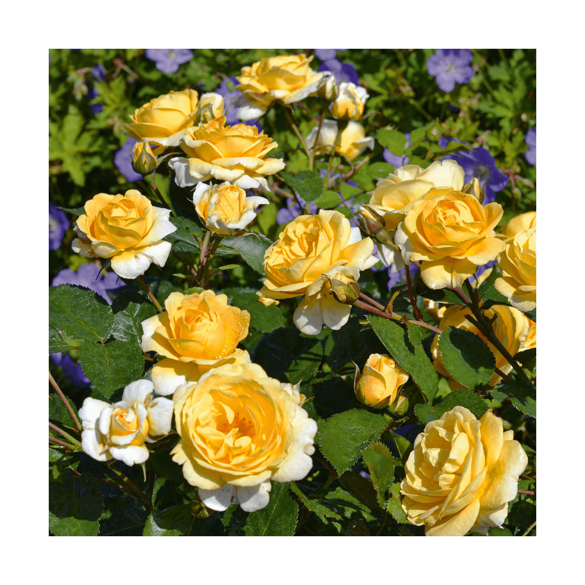 Rosier arbustif decorosier® soleya® 'noa 71610'/rosa decorosier® soleya® 'noa 71610'[-]pot de 2 l - 40/60 cm