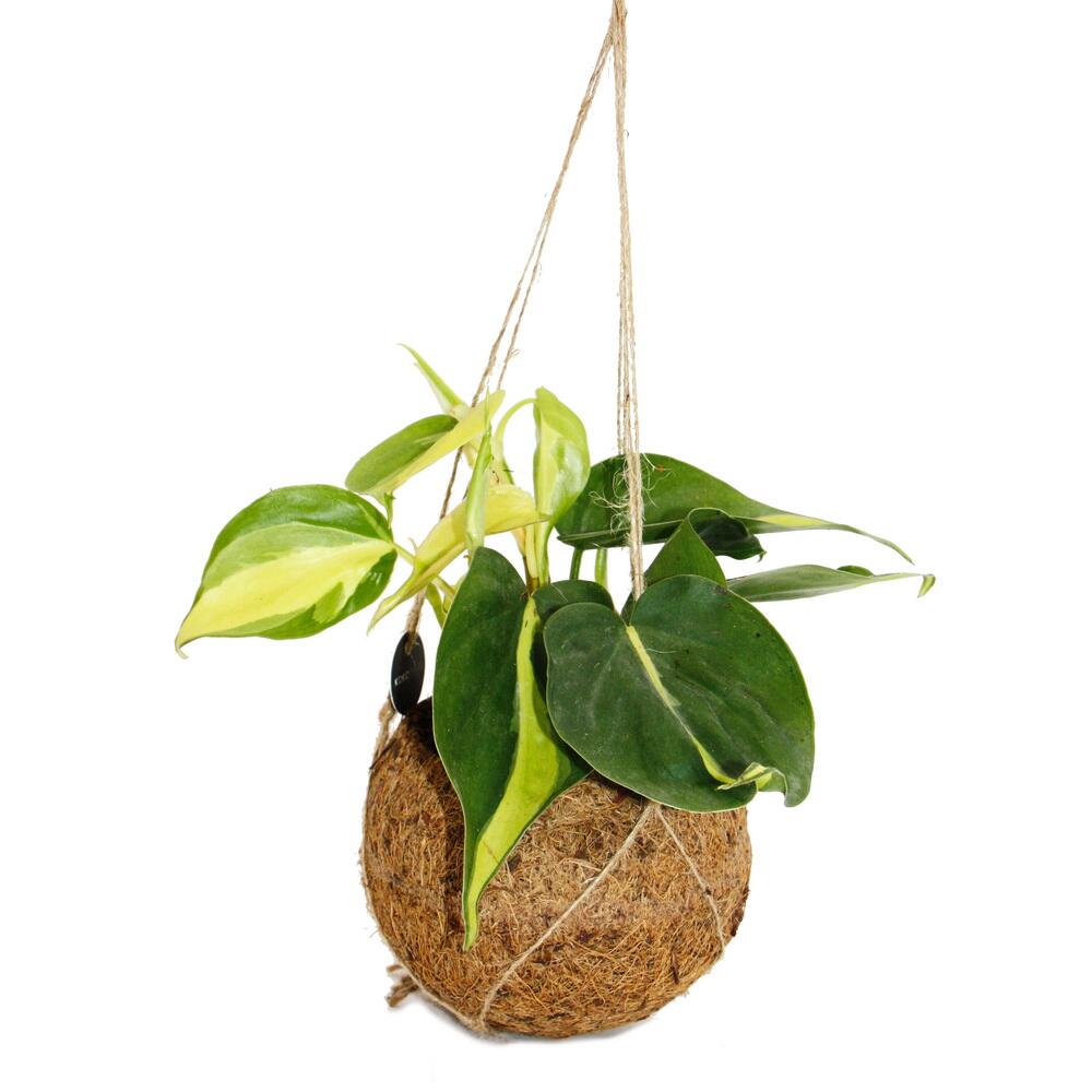 Kokodama - philodendron scandens brasil en pot kokodama à suspendre - ami des arbres bicolore - ca. 13cm