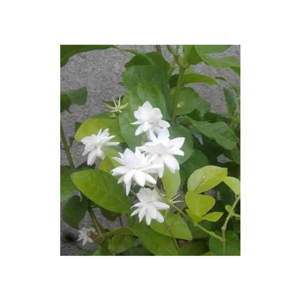 Jasminum sambac (jasmin d'arabie) blanc - taille pot de 2 litres ? 40/60 cm