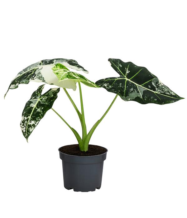 Pfeilblatt - Alocasia micholitziana 'Frydek'