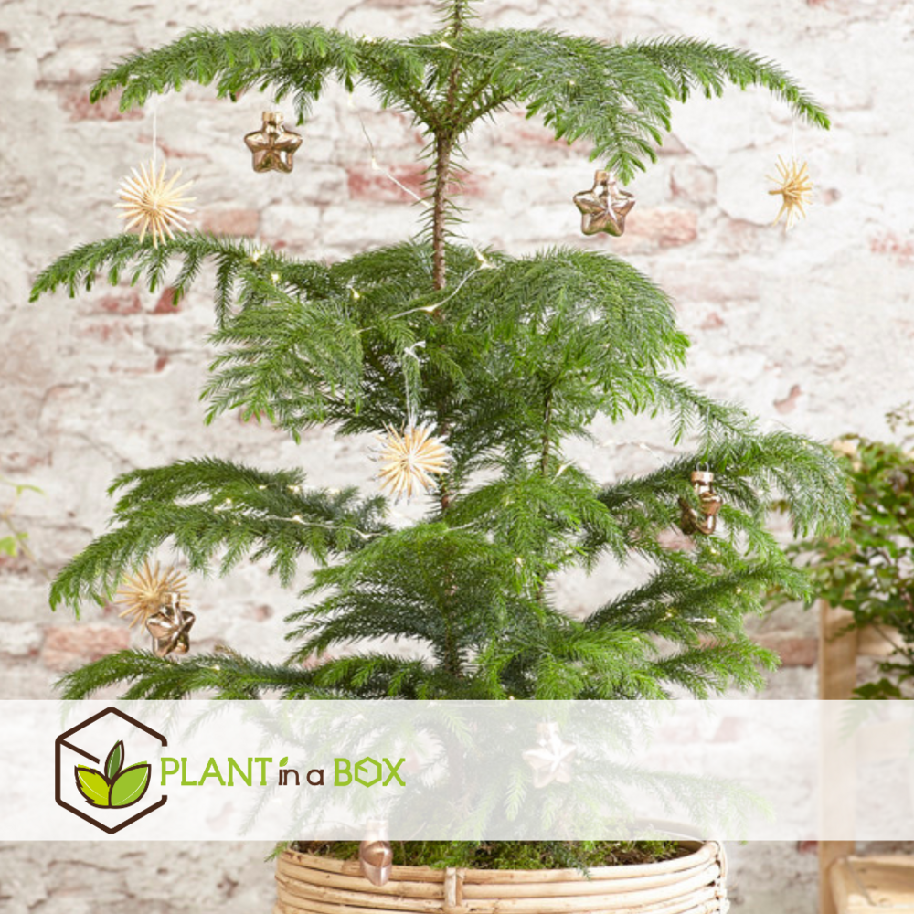 Araucaria heterophylla - pin de norfolk - pot 14cm - hauteur 45-55cm