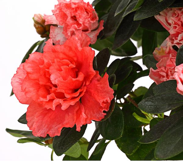 Zimmerazalee - Rhododendron simsii, Busch,