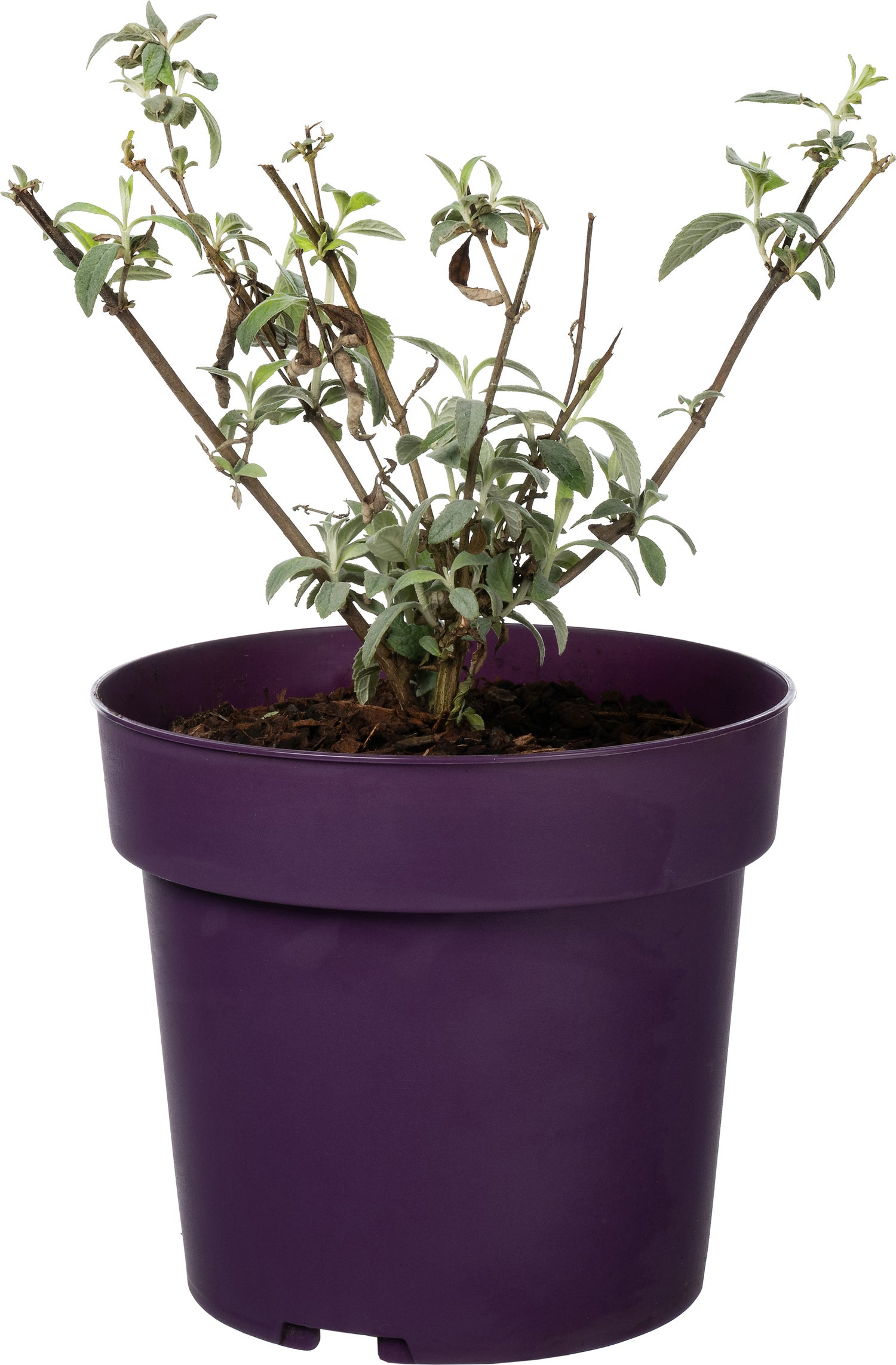 Vlinderstruik (Buddleja 'Buzz Pink Purple') D 17 H 25 cm