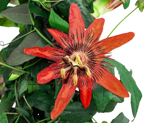 Passionsblume, Pyramide, verschiedene Sorten