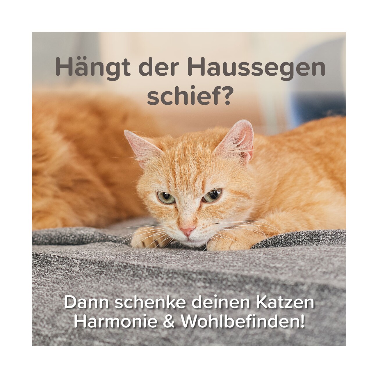 Beaphar CatComfort Excellence Nachfüll-Flakon für Verdampfer