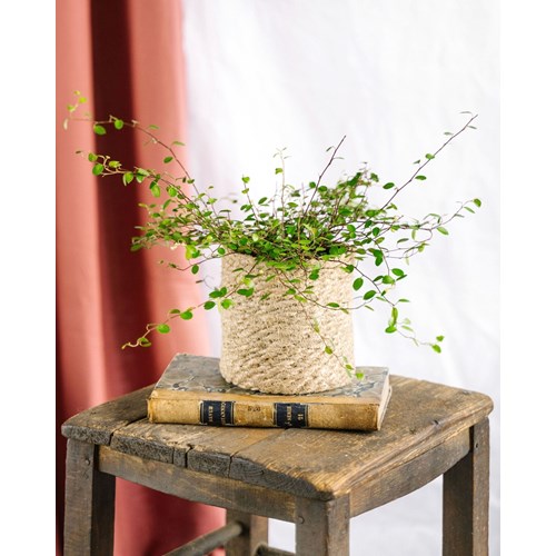 Muehlenbeckia maori