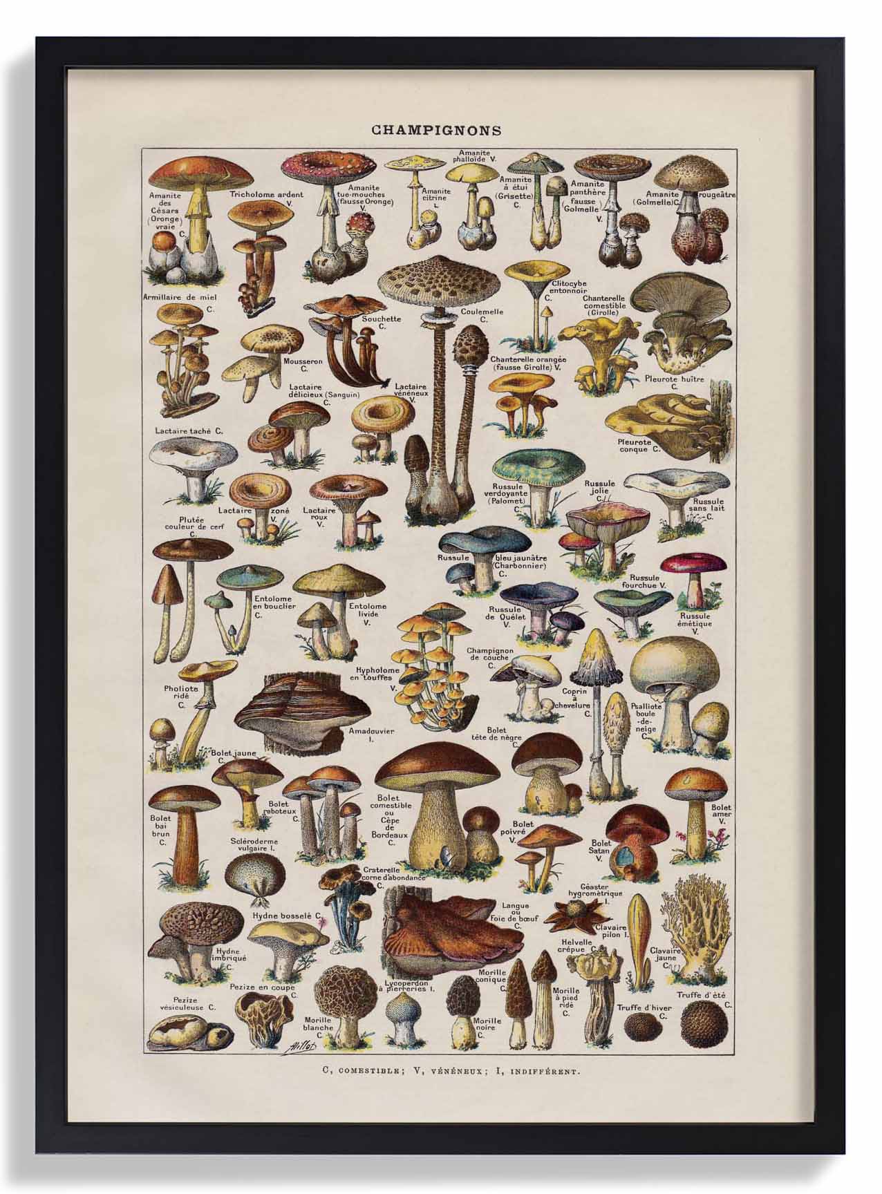 Antiker Champignon von Adolphe Millot