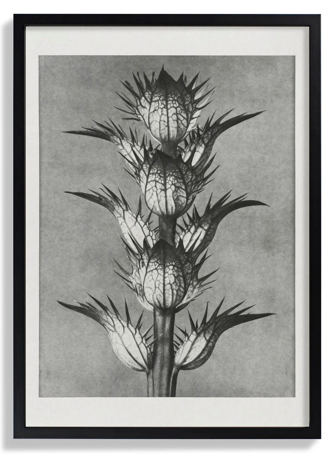 Karl Blossfeldt Photogravüre Nr 101