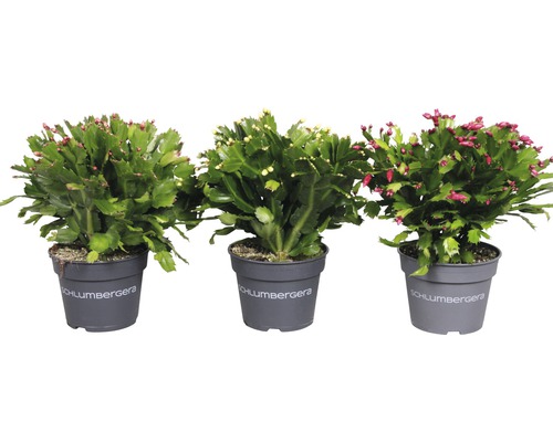 Kerstcactus FloraSelf Schlumbergera truncata H 32-35 cm Ø 17 cm pot