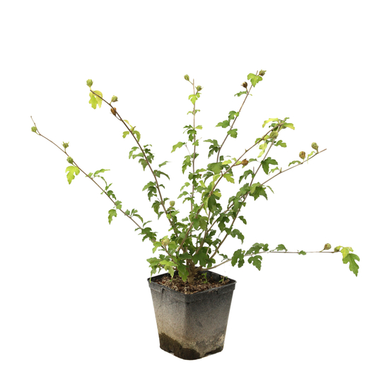 Hibiscus syriacus 'Lavender Chiffon' : conteneur 5 litres
