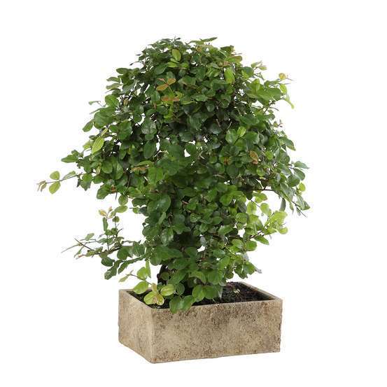 Bonsaï d'intérieur 8 ans, pot déco nature