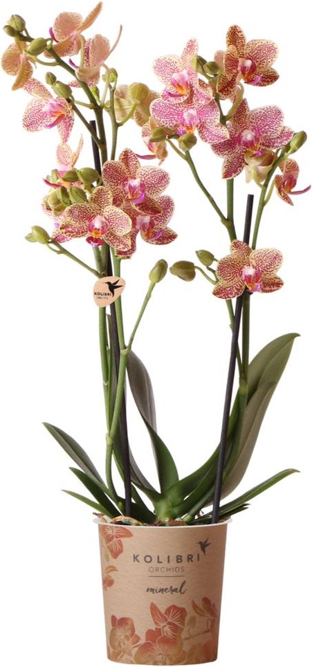 Vlinderorchidee 2 tak (Phalaenopsis multiflora 'Oman') D 9 H 40 cm