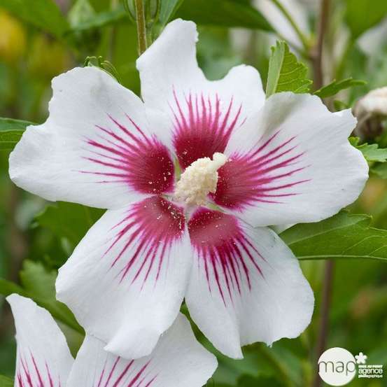 Hibiscus syriacus : ctr 15 litres