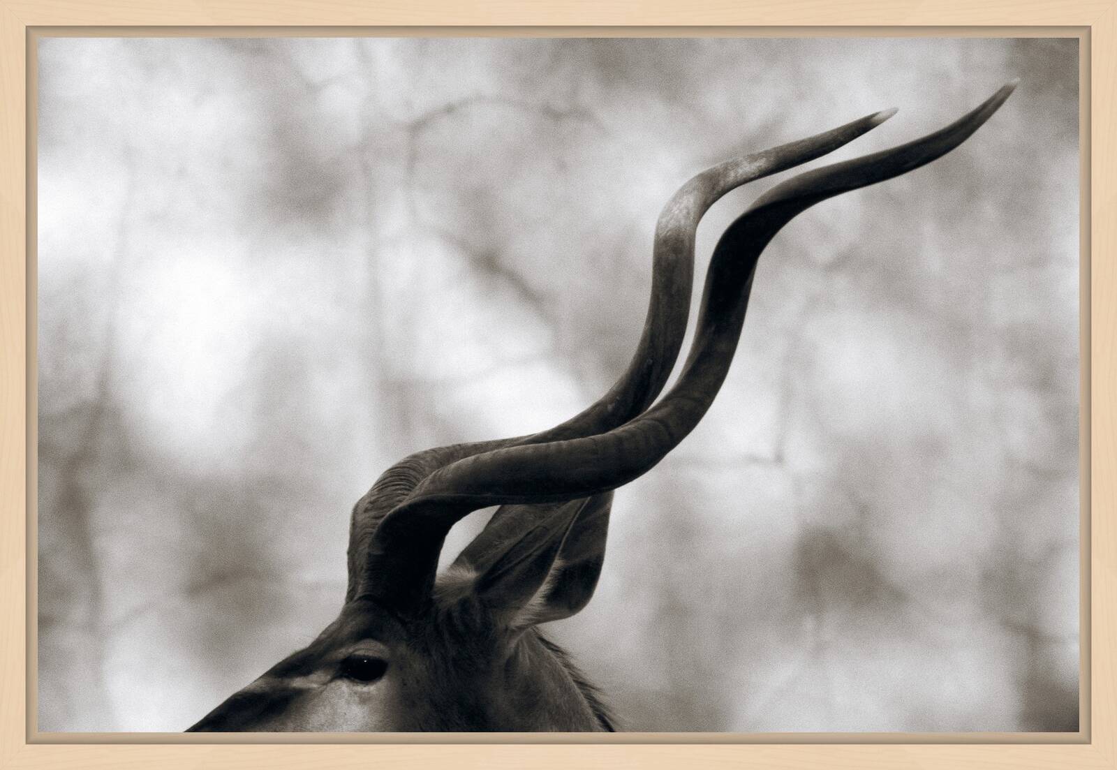 Greater Kudu by Henry Horenstein - Open Edition.
