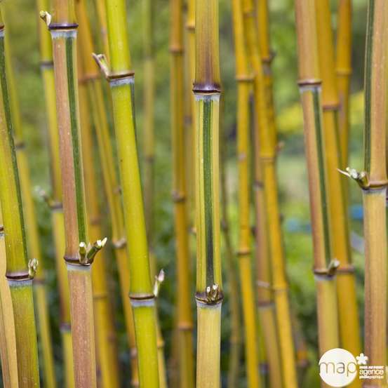 Bambou moyen phyllostachys aureosulcata 'Spectabilis': pot de 3 litres