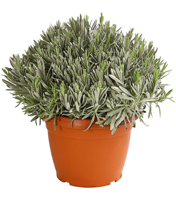Dehner Gourmet Garten Gewürzlavendel