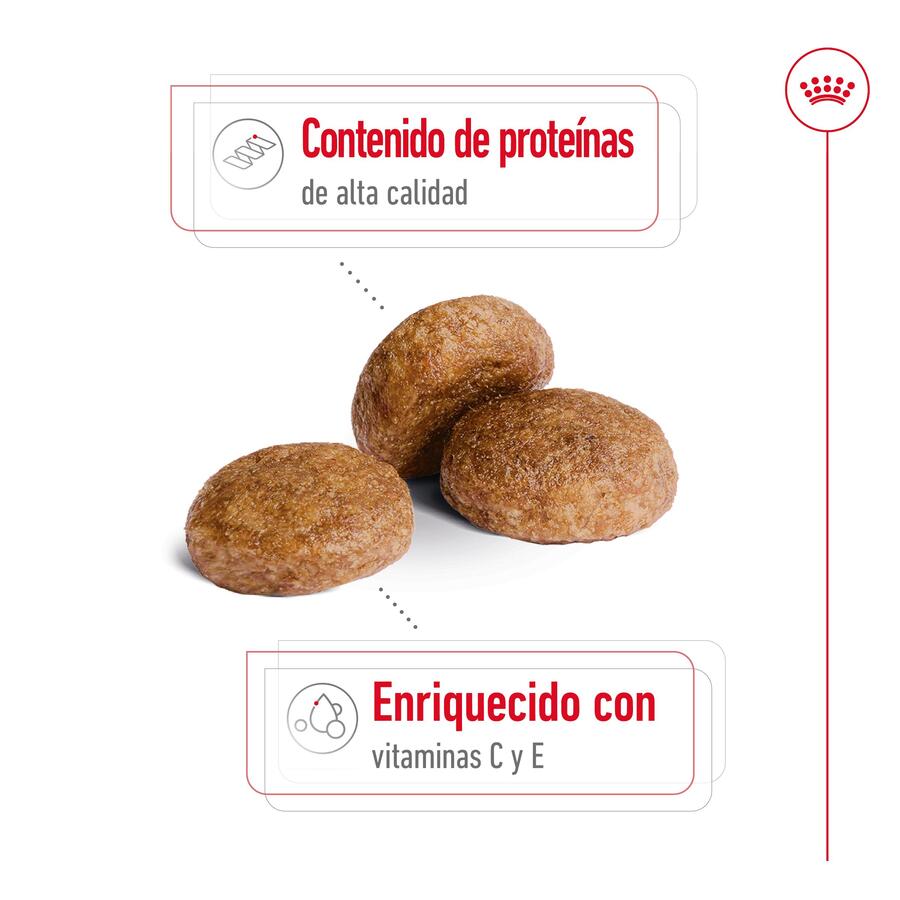 Ração Royal Canin Medium 7+ para cães adultos seniores