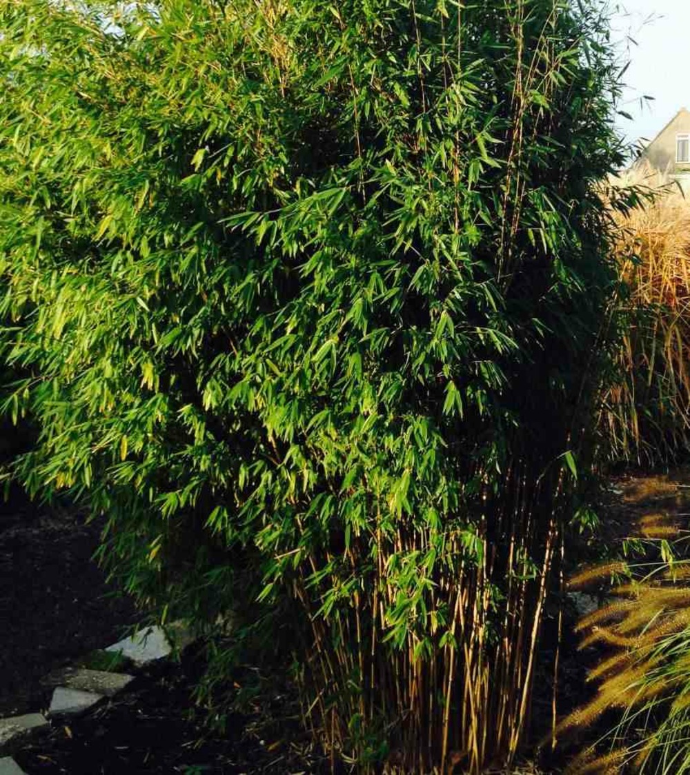 Fargesia obelisk (murielae x nitida) (bambou non traçant) taille pot 30 litres - 150/175cm - 12/18 cannes