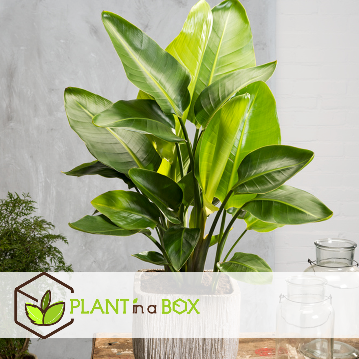 Strelitzia nicolai - panier décoratif - pot 17cm - hauteur 55-70cm