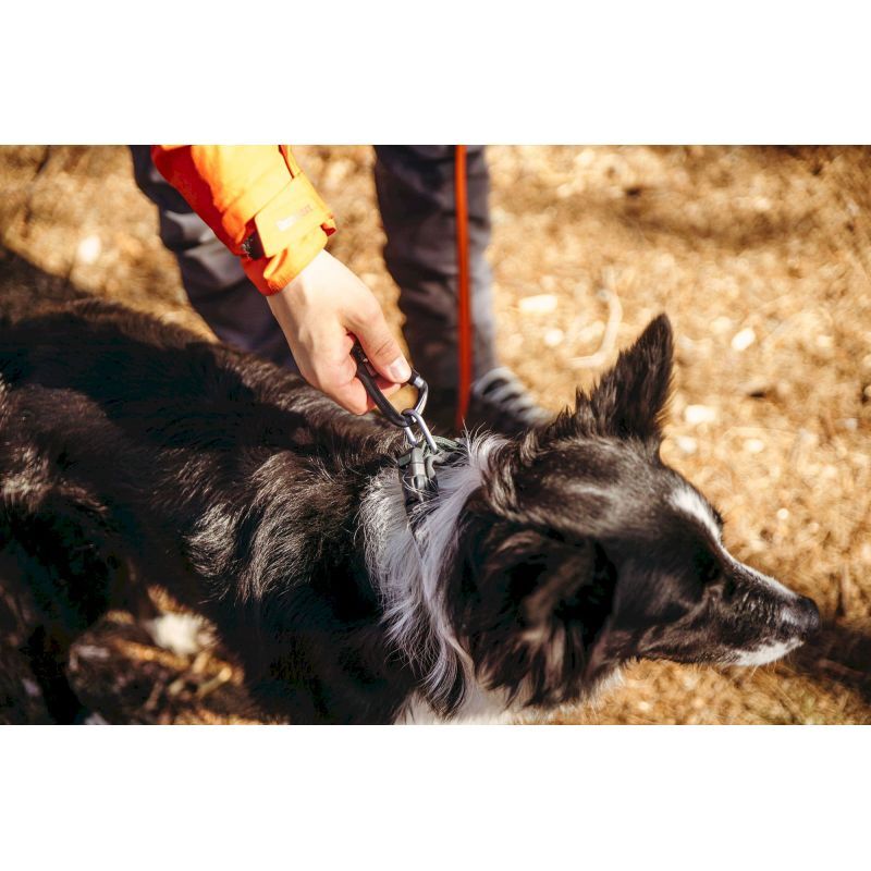 Roam Collar - Collier pour chien