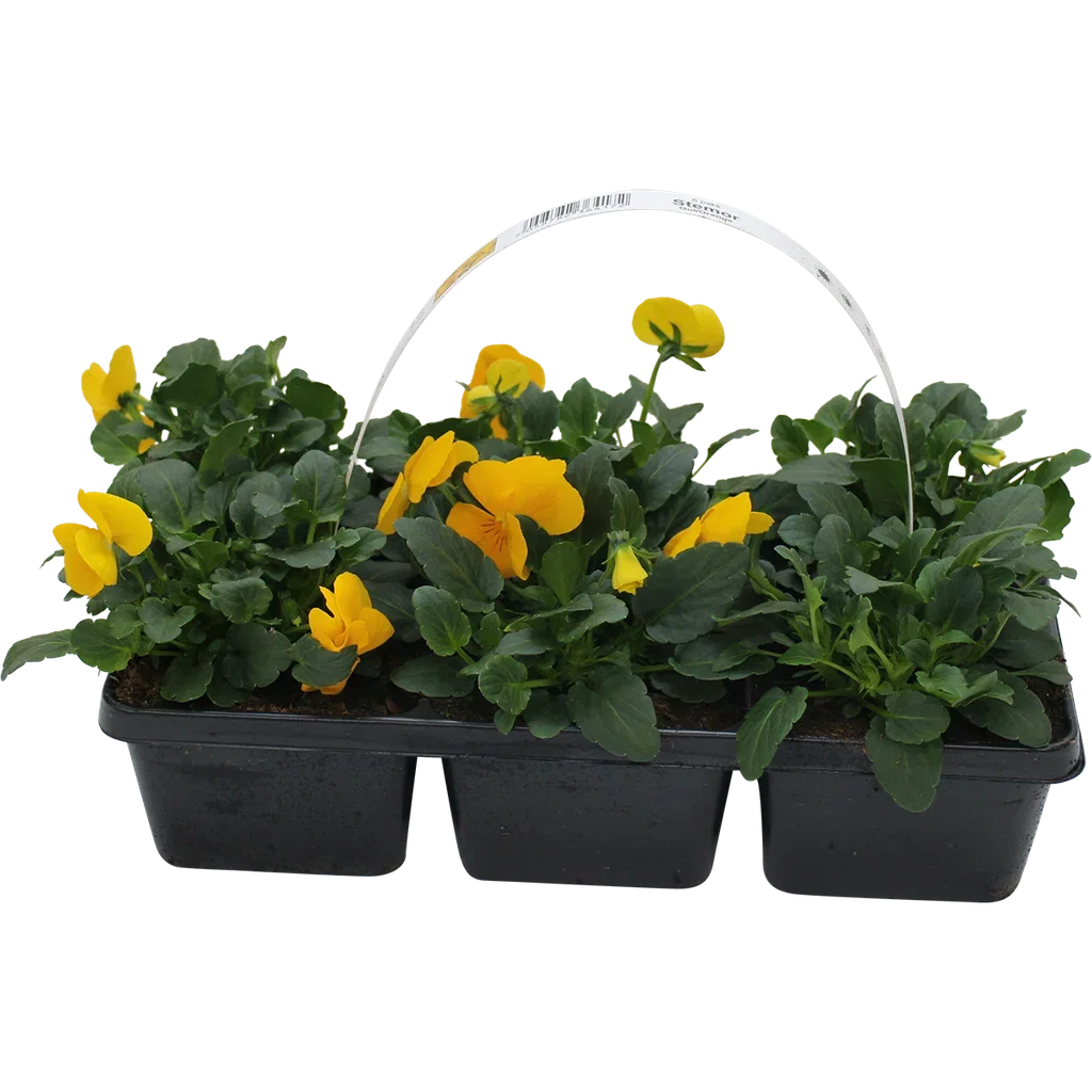 Viola x wittrockiana Stemor småblomstret 6 pk