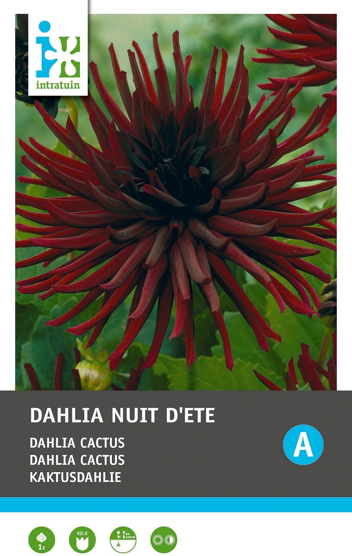 Intratuin Dahlia knol (Dahlia cactus 'Nuit D'ete')