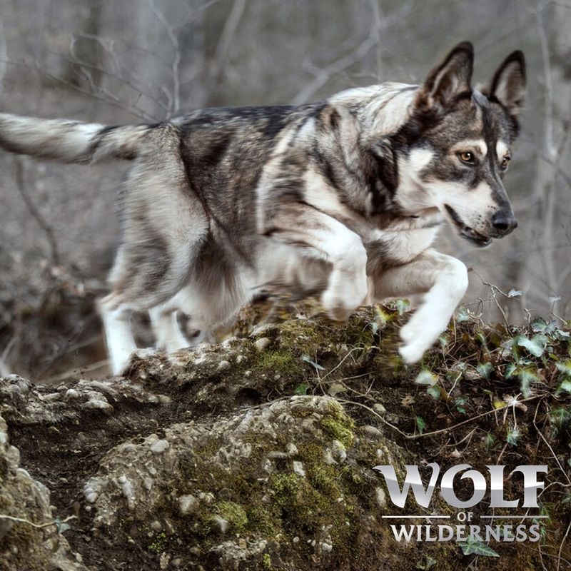 Wolf of Wilderness Junior, canard pour chiot