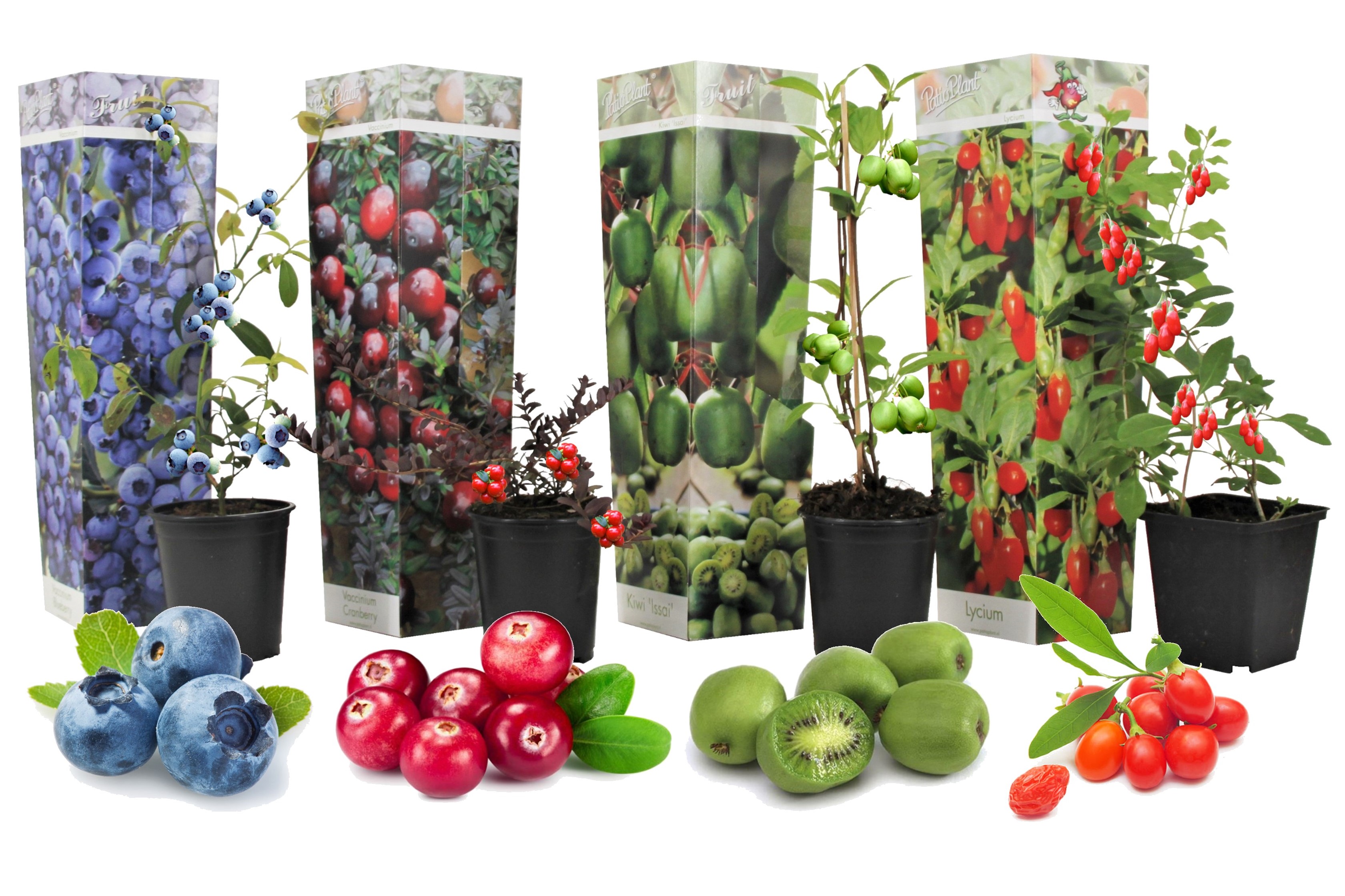 Smoothie - mélange de 4 - goji,cranberry,berry, kiwi - pot 9cm - hauteur 25-40cm