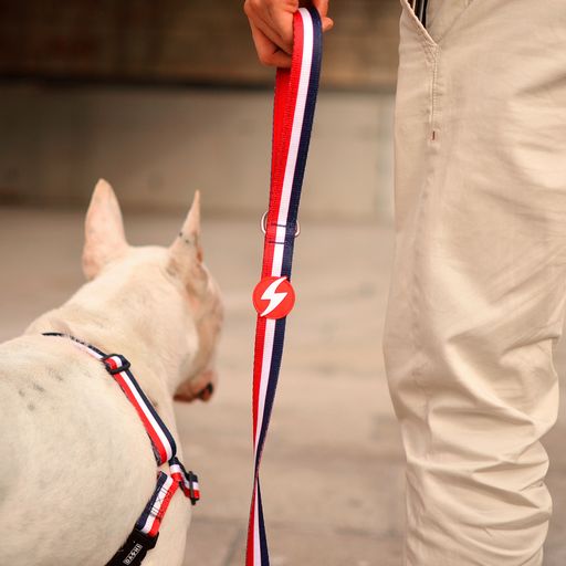 Guia para cães Dashi Stripes em poliéster vermelho e azul