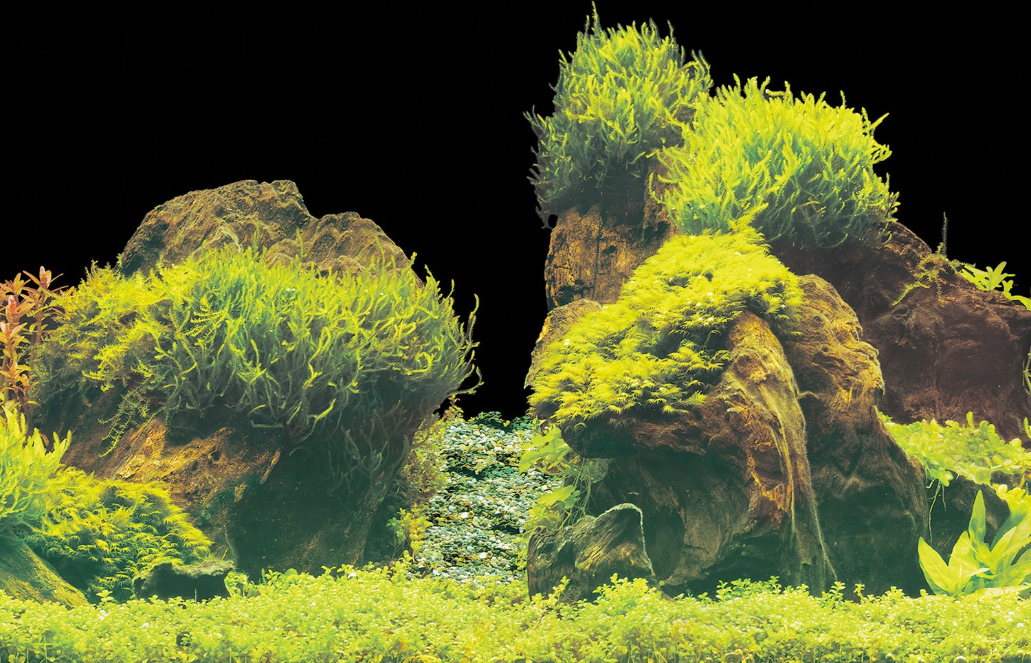 SuperFish aquarium decoratie Poster E2 multi 60 x 49 cm
