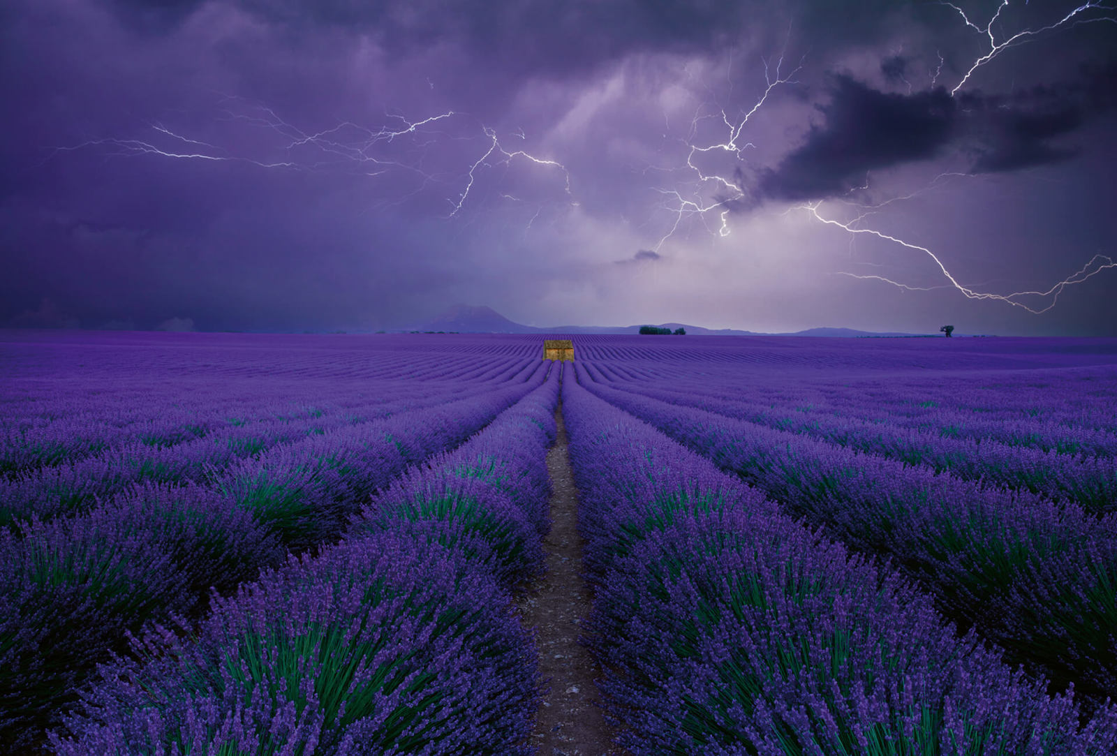 Fototapete DESIGNWALLS 2.0 - lila-grün - Lavendel - 2,6 Meter