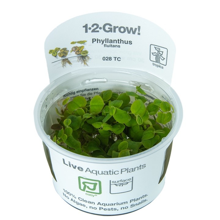 Waterplant Phyllanthus Fluitans
