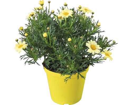 Struikmargriet FloraSelf Argyranthemum frutescens Ø 14 cm pot geel