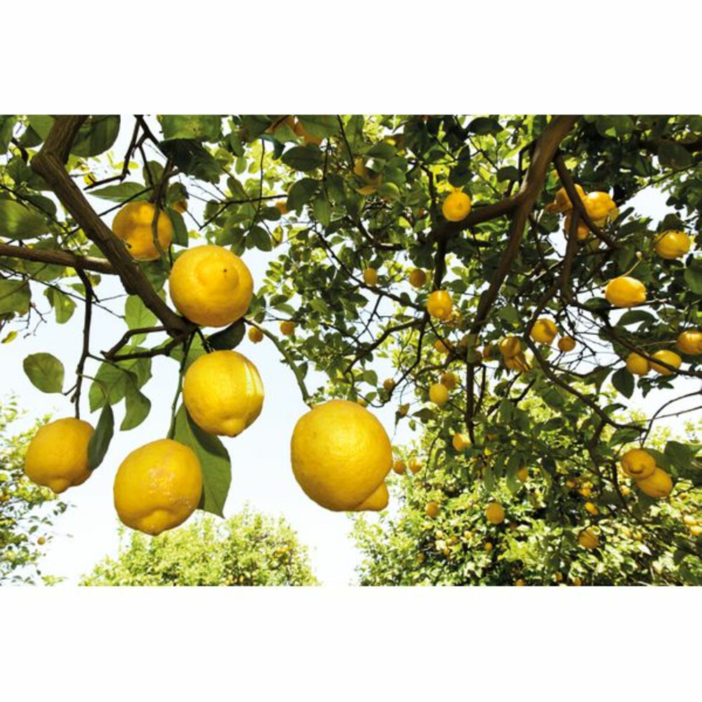 WELEDA Citrus Hand- en Nagelcrème50 ml