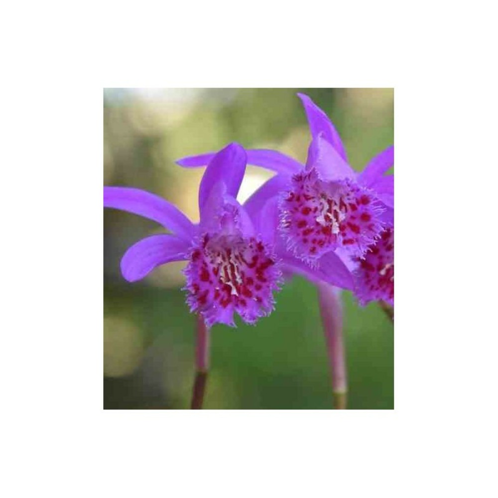 Pleione 'bulbocodiodes' rose - taille pot de 1 litre - 0/40 cm