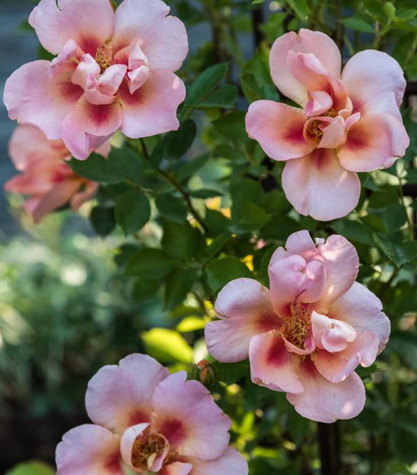 Persische Rosen, verschiedene Farben