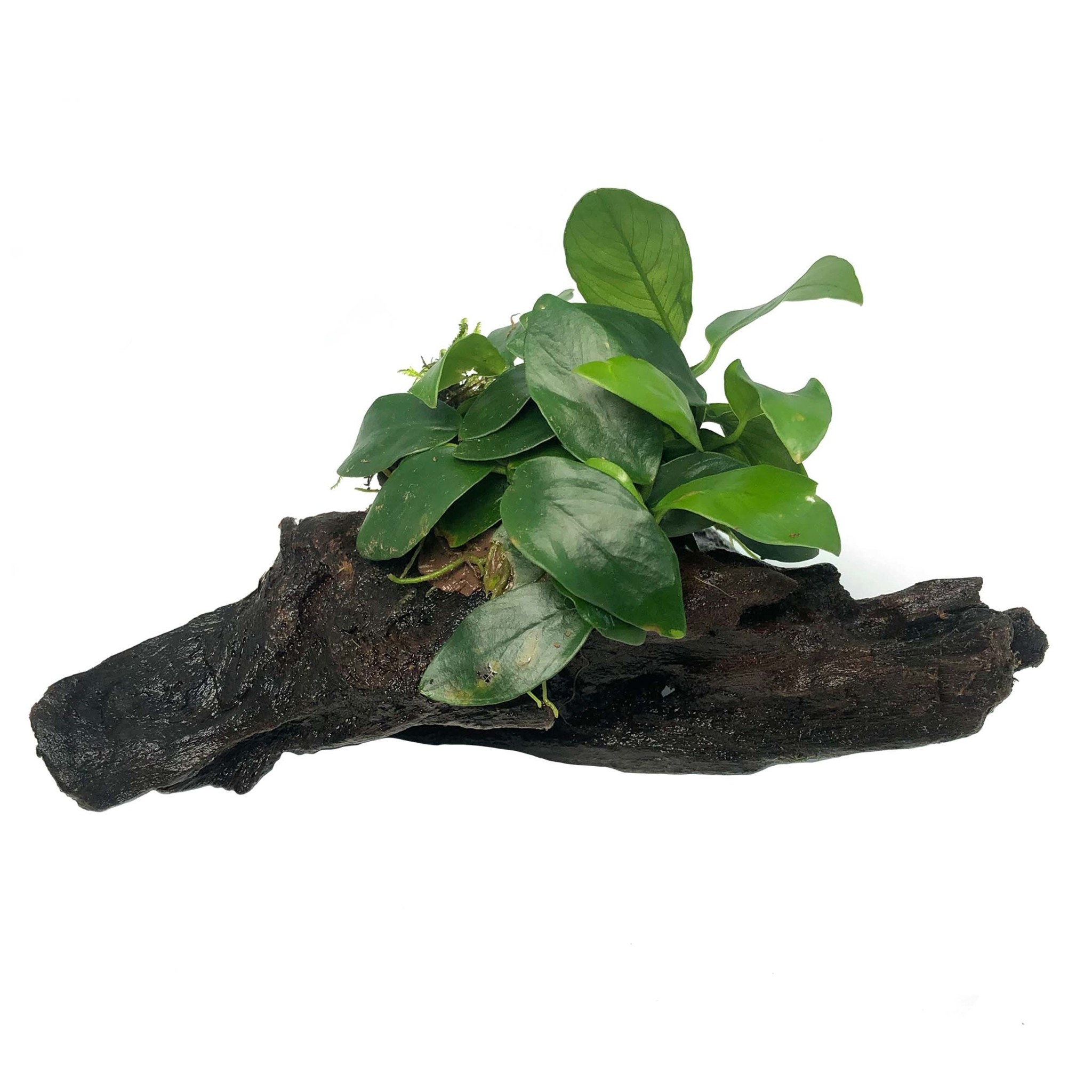 Waterplant Driftwood XS met anubias