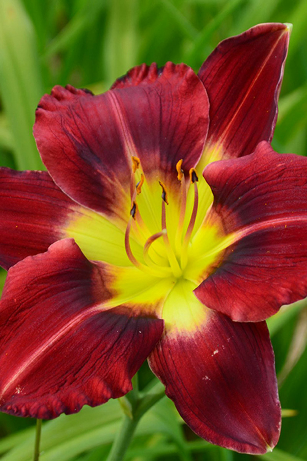 Hémérocalle 'siolam showgirl' - 2l