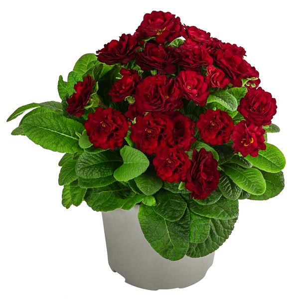 Beet- & Balkonpflanzen-Set Roter Frühling,