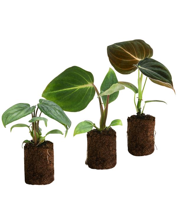 Jungpflanzen-Set Philodendron, 3-teilig