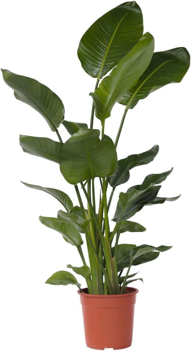 Plant in a Box - Strelitzia Nicolai XXL - Große lebende grüne Interieurpflanze - Paradiesvogelpflanze - Topf 28cm - Höhe 150-170cm