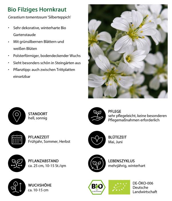 Bio Filziges Hornkraut 'Silberteppich'