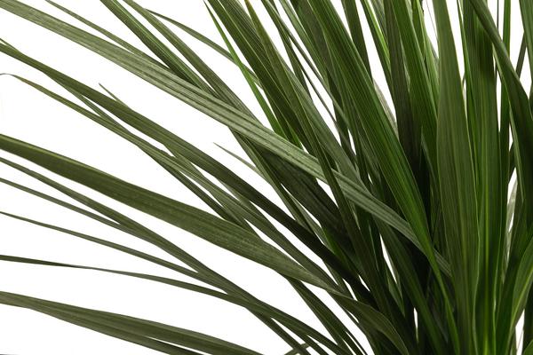 Keulenlilie - Dracaena indivisa