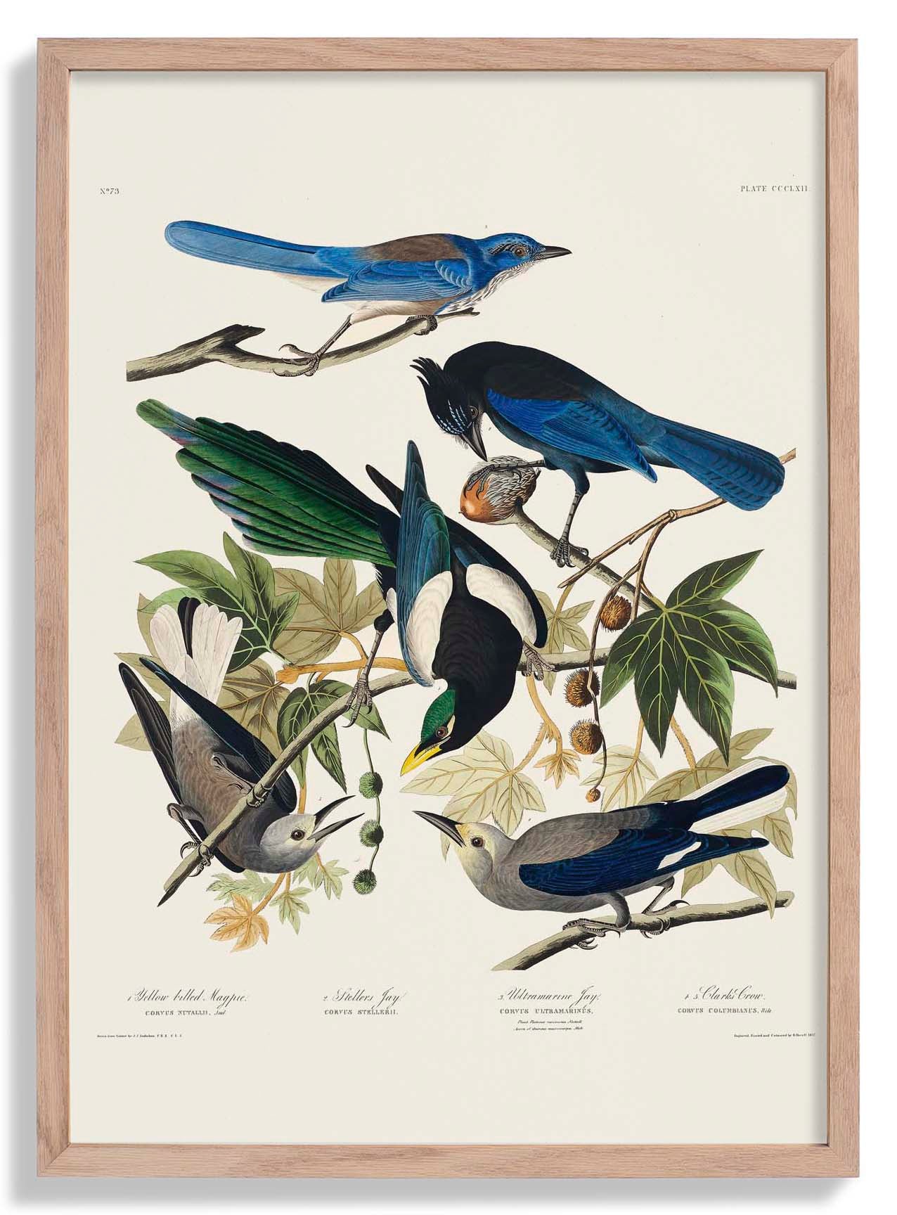 Gelbschnabelelster, Stellers Jay, Ultramarine Jay und Clark's Crow - Birds of America
