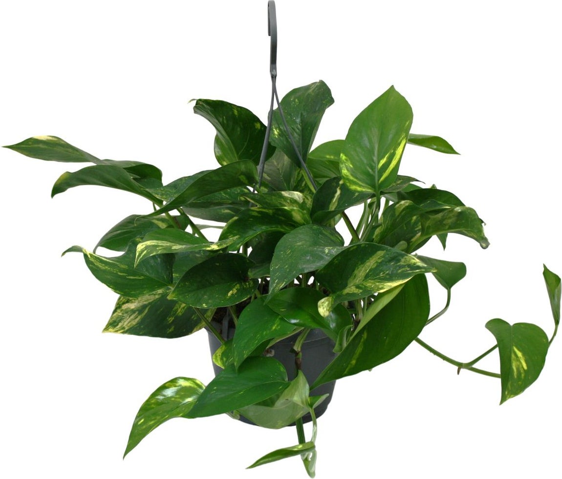 Drakenklimop in hangpot (Epipremnum pinnatum) D 15 H 40 cm